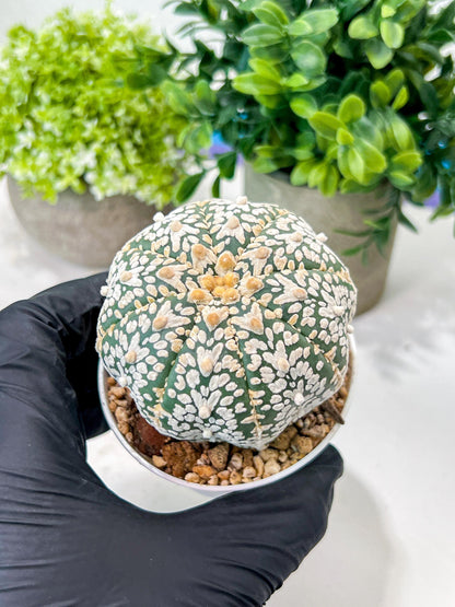Custom Order- We’ll send you the exact live plant pictured (T8) (g3) | SHIP from USA | 3" Pot