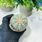 Custom Order- We’ll send you the exact live plant pictured (T8) (g4) | Las Vegas PLANT SELLER| 3" Pot