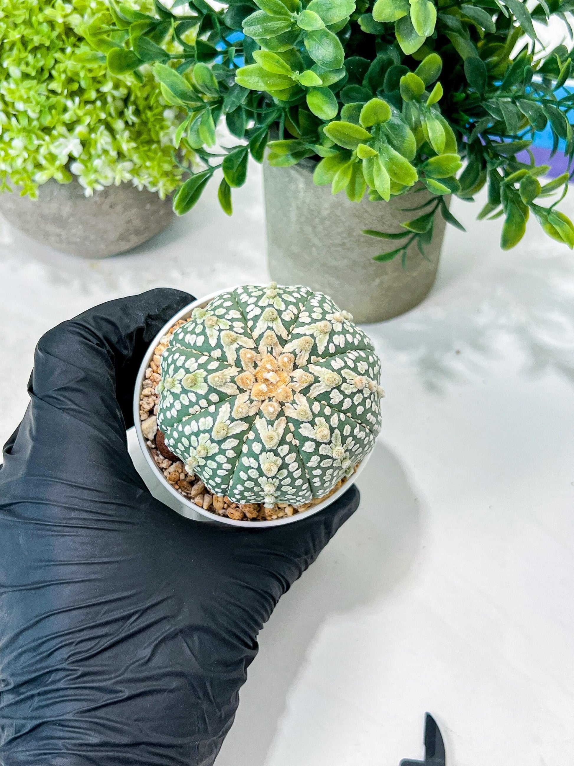 Custom Order- We’ll send you the exact live plant pictured (T8) (g4) | Las Vegas PLANT SELLER| 3" Pot