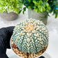 Custom Order- We’ll send you the exact live plant pictured (T8) (g4) | Las Vegas PLANT SELLER| 3" Pot