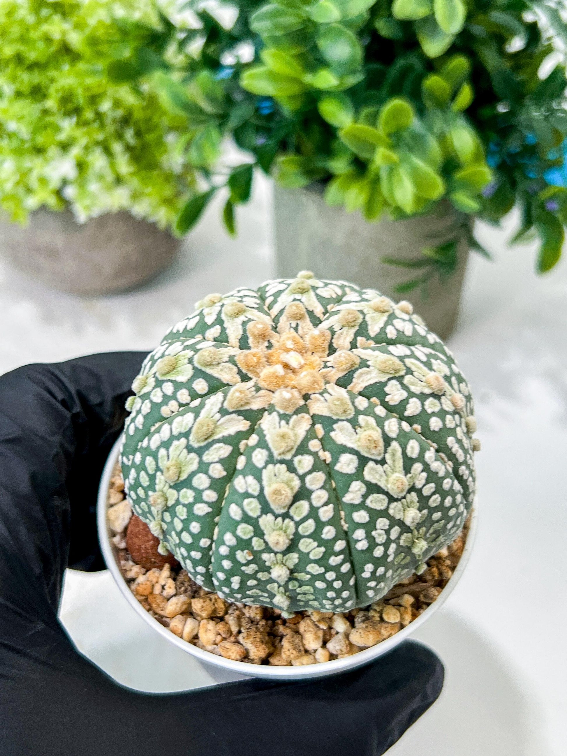 Custom Order- We’ll send you the exact live plant pictured (T8) (g4) | Las Vegas PLANT SELLER| 3" Pot