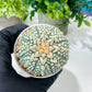 Custom Order- We’ll send you the exact live plant pictured (T8) (g4) | Las Vegas PLANT SELLER| 3" Pot