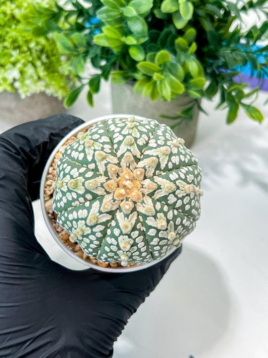 Custom Order- We’ll send you the exact live plant pictured (T8) (g4) | Las Vegas PLANT SELLER| 3" Pot