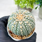 Custom Order- We’ll send you the exact live plant pictured (T8) (g4) | Las Vegas PLANT SELLER| 3" Pot