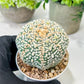 Custom Order- We’ll send you the exact live plant pictured (T8) (g5) | Las Vegas Plant Shp | 3" Pot