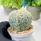 Custom Order- We’ll send you the exact live plant pictured (T8) (g5) | Las Vegas Plant Shp | 3" Pot