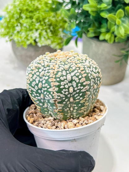 Custom Order- We’ll send you the exact live plant pictured (T8) (g5) | Las Vegas Plant Shp | 3" Pot