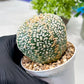 Custom Order- We’ll send you the exact live plant pictured (T8) (g5) | Las Vegas Plant Shp | 3" Pot