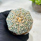 Custom Order- We’ll send you the exact live plant pictured (T8) (g5) | Las Vegas Plant Shp | 3" Pot