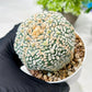 Custom Order- We’ll send you the exact live plant pictured (T8) (g5) | Las Vegas Plant Shp | 3" Pot