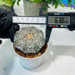Custom Order- We’ll send you the exact live plant pictured (T8) (g6) | American Plant Seller | 3" Pot