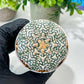 Custom Order- We’ll send you the exact live plant pictured (T8) (g6) | American Plant Seller | 3" Pot
