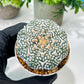 Custom Order- We’ll send you the exact live plant pictured (T8) (g6) | American Plant Seller | 3" Pot