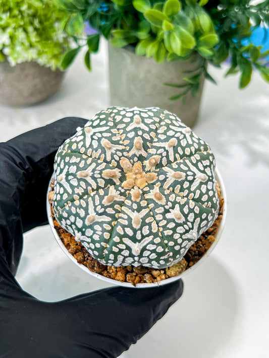 Custom Order- We’ll send you the exact live plant pictured (T8) (g6) | American Plant Seller | 3" Pot