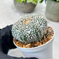 Custom Order- We’ll send you the exact live plant pictured (T8) (g6) | American Plant Seller | 3" Pot