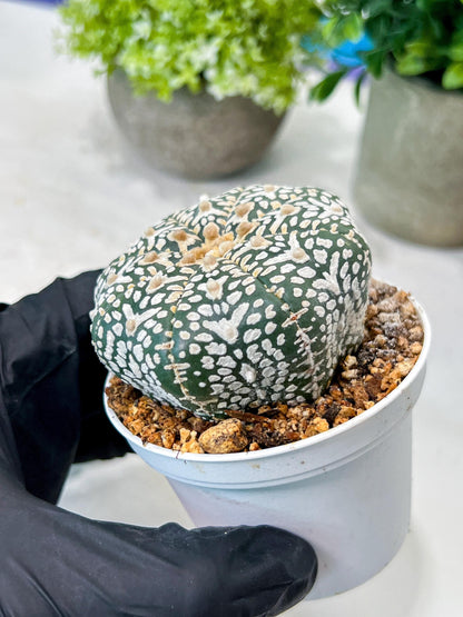 Custom Order- We’ll send you the exact live plant pictured (T8) (g6) | American Plant Seller | 3" Pot