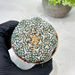 Custom Order- We’ll send you the exact live plant pictured (T8) (g6) | American Plant Seller | 3" Pot
