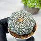 Custom Order- We’ll send you the exact live plant pictured (T8) (g6) | American Plant Seller | 3" Pot