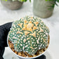 Custom Order- We’ll send you the exact live plant pictured (T8) (g7) | Nevada Plant Seller | 3" Pot