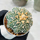 Custom Order- We’ll send you the exact live plant pictured (T8) (g7) | Nevada Plant Seller | 3" Pot