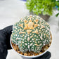 Custom Order- We’ll send you the exact live plant pictured (T8) (g7) | Nevada Plant Seller | 3" Pot