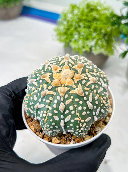 Custom Order- We’ll send you the exact live plant pictured (T8) (g7) | Nevada Plant Seller | 3" Pot