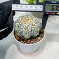Custom Order- We’ll send you the exact live plant pictured (T9) (g1) | Imported From Japan | 3" Pot