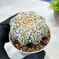 Custom Order- We’ll send you the exact live plant pictured (T9) (g1) | Imported From Japan | 3" Pot