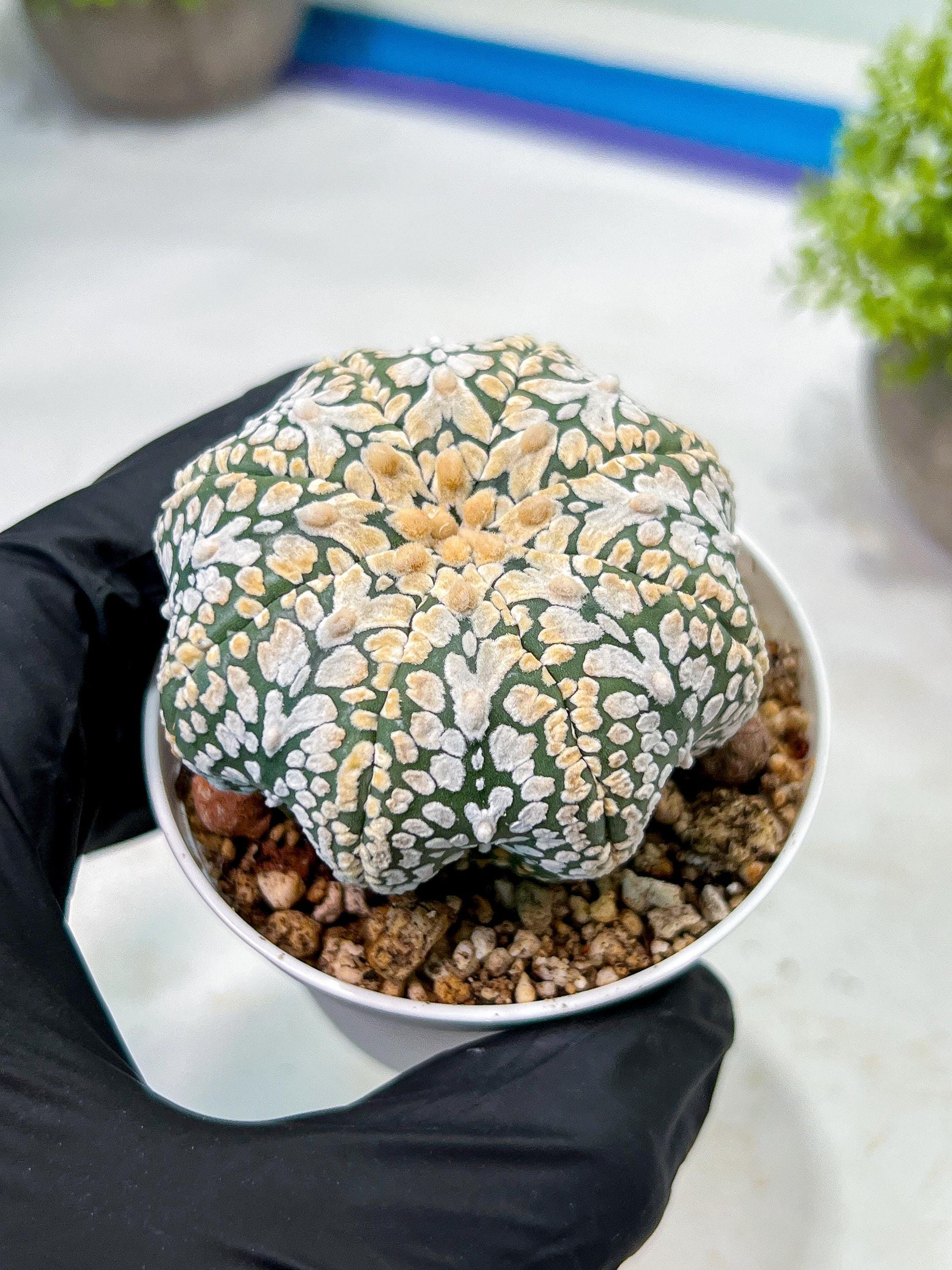 Custom Order- We’ll send you the exact live plant pictured (T9) (g1) | Imported From Japan | 3" Pot