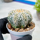 Custom Order- We’ll send you the exact live plant pictured (T9) (g1) | Imported From Japan | 3" Pot
