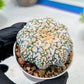 Custom Order- We’ll send you the exact live plant pictured (T9) (g1) | Imported From Japan | 3" Pot
