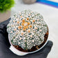 Custom Order- We’ll send you the exact live plant pictured (T9) (g2) | Las Vegas Plant Shop | 3" Pot