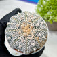 Custom Order- We’ll send you the exact live plant pictured (T9) (g3) | SHIP from USA | 3" Pot