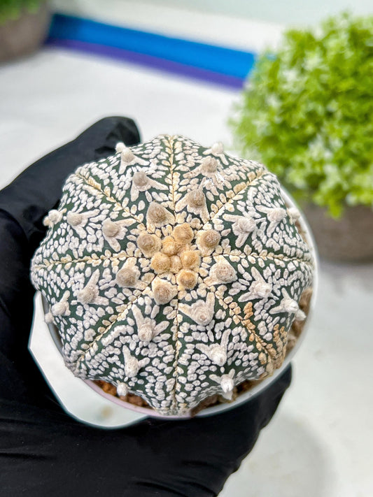 Custom Order- We’ll send you the exact live plant pictured (T9) (g3) | SHIP from USA | 3" Pot