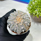 Custom Order- We’ll send you the exact live plant pictured (T9) (g3) | SHIP from USA | 3" Pot