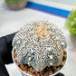 Custom Order- We’ll send you the exact live plant pictured (T9) (g3) | SHIP from USA | 3" Pot