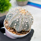 Custom Order- We’ll send you the exact live plant pictured (T9) (g3) | SHIP from USA | 3" Pot