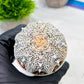 Custom Order- We’ll send you the exact live plant pictured (T9) (g3) | SHIP from USA | 3" Pot