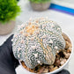 Custom Order- We’ll send you the exact live plant pictured (T9) (g3) | SHIP from USA | 3" Pot