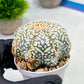Custom Order- We’ll send you the exact live plant pictured (T9) (g4) | Las Vegas PLANT SELLER| 3" Pot