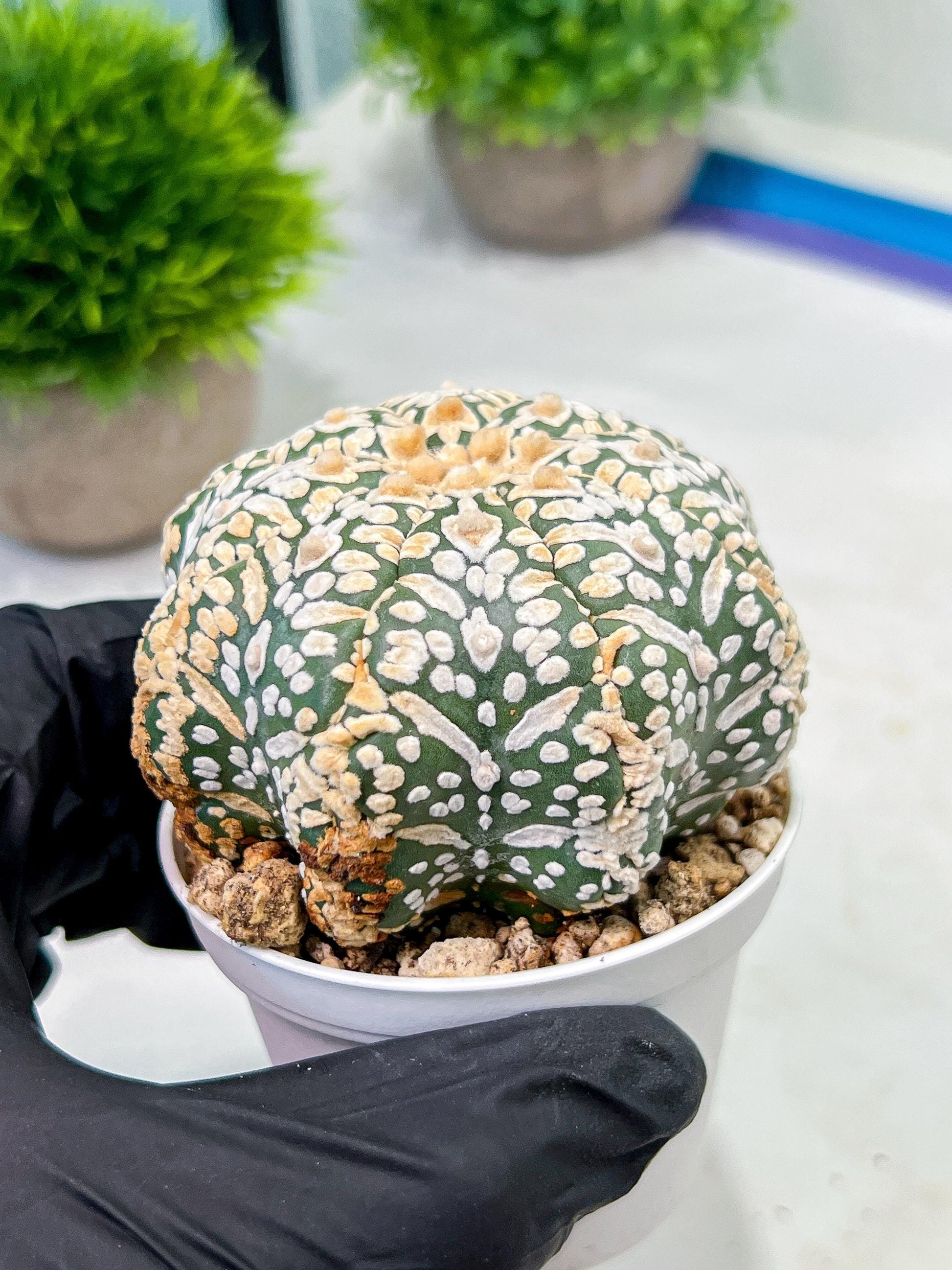 Custom Order- We’ll send you the exact live plant pictured (T9) (g4) | Las Vegas PLANT SELLER| 3" Pot