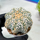 Custom Order- We’ll send you the exact live plant pictured (T9) (g4) | Las Vegas PLANT SELLER| 3" Pot