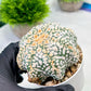 Custom Order- We’ll send you the exact live plant pictured (T9) (g4) | Las Vegas PLANT SELLER| 3" Pot