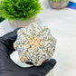 Custom Order- We’ll send you the exact live plant pictured (T9) (g4) | Las Vegas PLANT SELLER| 3" Pot