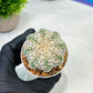 Custom Order- We’ll send you the exact live plant pictured (T9) (g5) | Las Vegas Plant Shp | 3" Pot