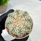 Custom Order- We’ll send you the exact live plant pictured (T9) (g5) | Las Vegas Plant Shp | 3" Pot