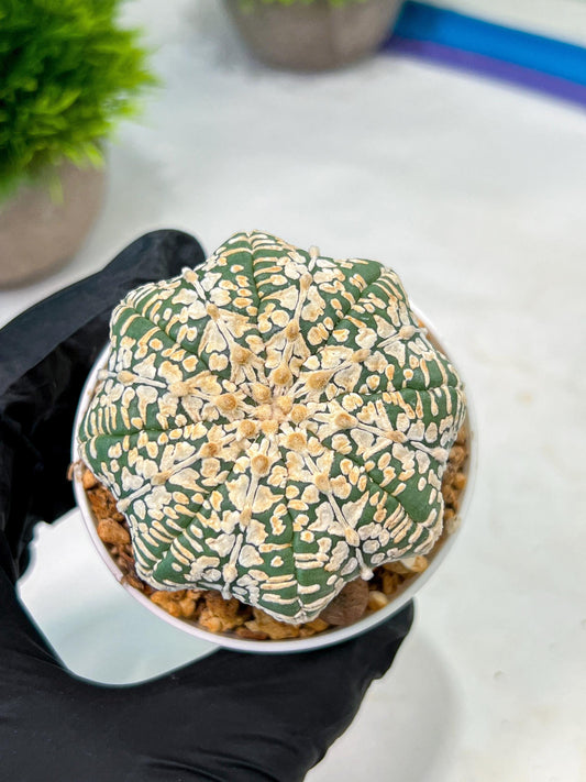 Custom Order- We’ll send you the exact live plant pictured (T9) (g5) | Las Vegas Plant Shp | 3" Pot