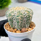 Custom Order- We’ll send you the exact live plant pictured (T9) (g5) | Las Vegas Plant Shp | 3" Pot