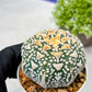Custom Order- We’ll send you the exact live plant pictured (T9) (g6) | American Plant Seller | 3" Pot