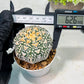 Custom Order- We’ll send you the exact live plant pictured (T9) (g6) | American Plant Seller | 3" Pot